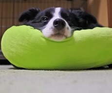 愛犬のしつけのお手伝いします イメージ1