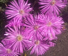 植物に関する事をアドバイスいたします イメージ1