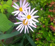 植物に関する相談を受けます イメージ1