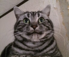 メンヘラ駆け込み寺 イメージ1