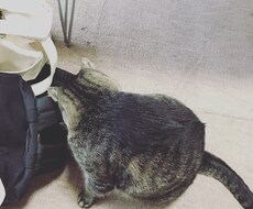 神様カードで未来を占います イメージ1
