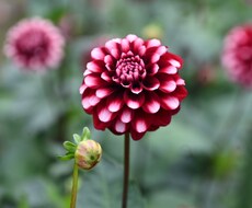 四季折々の写真を提供します イメージ1