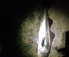 釣り相談解決します イメージ1