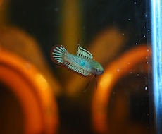 熱帯魚の飼育の相談お受けします イメージ1