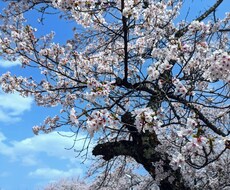 あなたらしく”自分も相手も愛する事を見つけます イメージ1