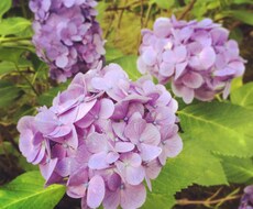 恋愛運急上昇♡ 恋する全ての男性女性に☆ 射止めたいハートをキャッチする♡アドバイス♡