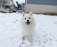 わんちゃんのお悩み解決します イメージ1