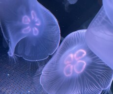 なんでも気になること、中々言えない悩み聞きます イメージ1