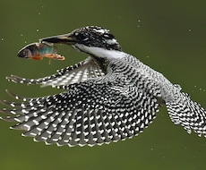 野鳥の写真を提供します イメージ1