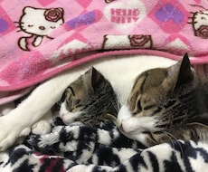 寂しい時間やり取りします イメージ1