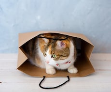 ペットを飼いたいという方のご相談お受けします 獣医師があなたの将来の家族について真剣に考えます
