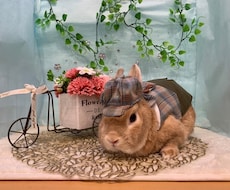 うさぎの癒し写真素材｜商用OKます イメージ1