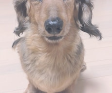犬、猫ちゃんの気になること相談うけます イメージ1
