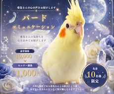 鳥さんの気持ちを丁寧にお伝えします 言葉にならない想いを静かに届けます。