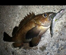 北海道室蘭の釣り場について教えます イメージ1