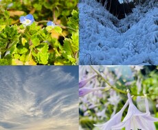 草花や風景などの写真素材提供します イメージ1