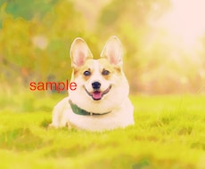 ペットのお写真をイラスト化します イメージ1