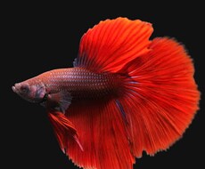 タロットカードで占います イメージ1