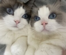 撮影代行致します イメージ1