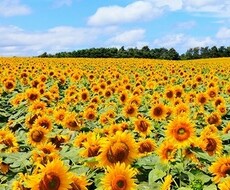 話し相手します さみしがりやの貴方の話し相手になりたいな