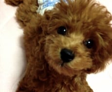 犬の病気、しつけ、お手入れ【トリマー】が答えます イメージ1