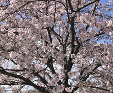 現役歯科医師が歯科治療について相談に乗ります イメージ1