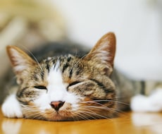 あなたが飼うのにぴったりのペットを診断致します イメージ1