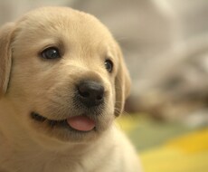 画像編集！！猫や犬など【動物】に【表情】をつけます 動物を【笑顔】にしたり、瞼を閉じさせたりします！