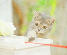 頂いた大切なペット、動物の写真を水彩風に加工します 加工に携わるプロデザイナーが写真を水彩イラストに加工します。