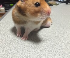 わんちゃん、ねこちゃんのお悩み相談つけてけます イメージ1