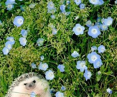 じっくり7日間ヒーリングとメッセージ送ります 7日間スタンダードコースです。