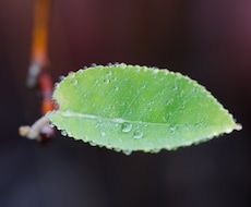 素材で使える接写（マクロ）写真を提供します 繊細な水滴や草花などの接写（マクロ）写真が必要な方へ！