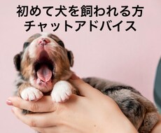 初めて犬を飼われる方にチャットでアドバイスします イメージ1