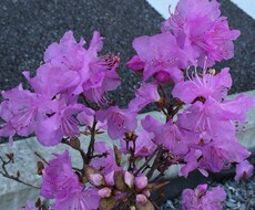 占術＋オラクルカードで悩み相談