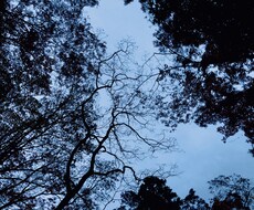 木や花をメインで載せています イメージ1