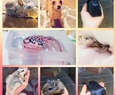 爬虫類(小動物)の飼育相談受けます イメージ1