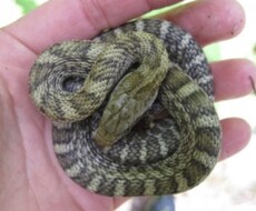 ヘビの飼い方、捕まえ方教えます イメージ1