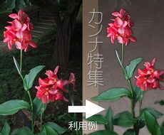 花や小物写真あります、撮ります イメージ1