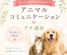 お家の動物さんとお話する方法教えます お家の動物さんと話せるアニマルコミュニケーション・プチ講座