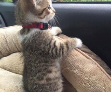 恋愛相談受け付けます イメージ1