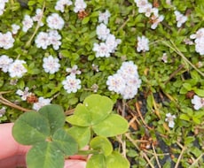 今のあなたに必要なクローバーの声を言葉にします イメージ1