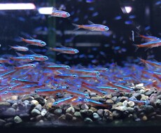 ショップの元店長が的確な熱帯魚の飼育お教えします イメージ1