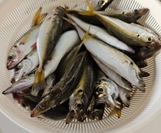 初めての釣り！わかりやすく100%優しく教えます 海釣り超初心者のための、完全個別チャット相談室です！