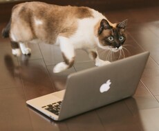 何でもサイト保守・更新雑務いたします 面倒なホームページの更新などの雑務を投げてしまいたい方向け
