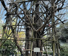 新橋で占いをやっているSaoと申します イメージ1