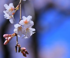 お花の写真ご提供します イメージ1