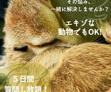 情報少ない！エキゾの飼育・お迎え相談何でも受けます エキゾ飼育歴６年【１級愛玩動物使用管理士】が全力で対応します