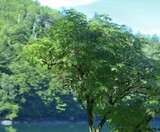 なんでも良いので話し相手になります イメージ1