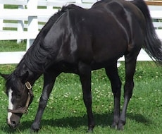 競馬予想を提供します