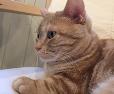 私のお気に入りの写真をあげます 私の好きを共有したいただの自己満足です。